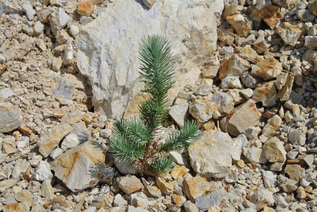 Aristoteles’in madencilik ile&nbsp;imtihanı