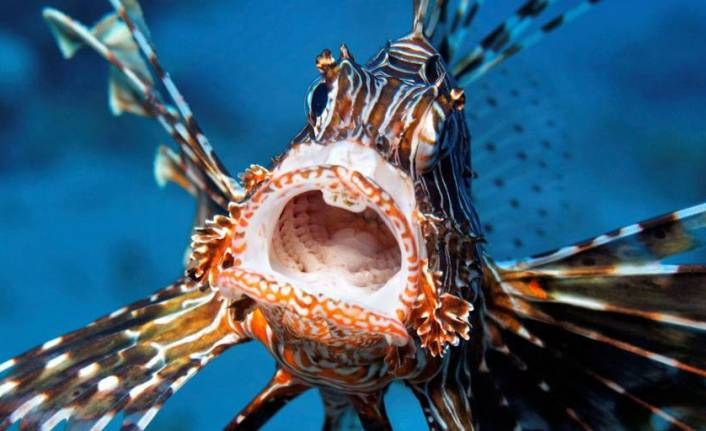 Levrekleri kollayın, istilacılar&nbsp;Akdeniz’de!